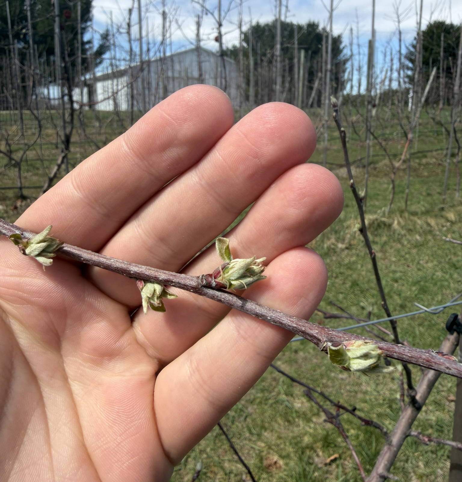 A hand holding a Gala apple flower bud.